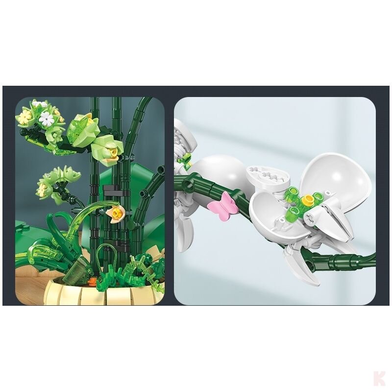 Orchidées Jaunes